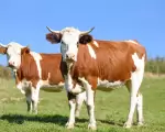Vacas