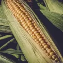 Por falta de humedad, 150 mil ha de maíz se correrán a soja de primera en la Zona Núcleo