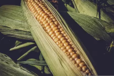 corn-g74e794968_1920