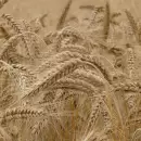 Sequía: pérdidas económicas en torno a los us$3.300 millones sólo en trigo y cebada