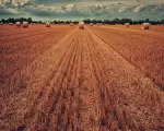 field-gb00e0304f_1280